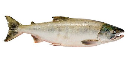 CHUM SALMON.PNG